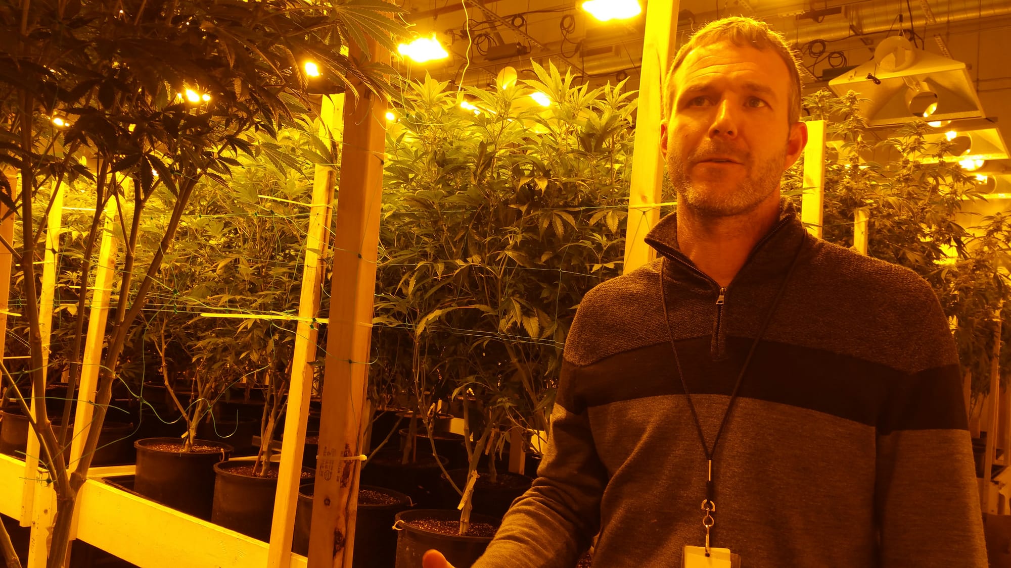 A tour guide for Seattle’s legal marijuana dispensaries.