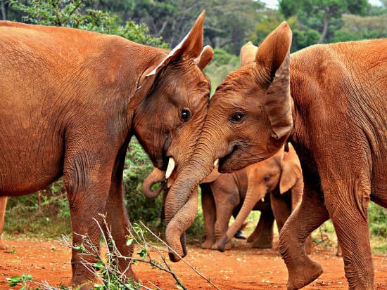 Elephants