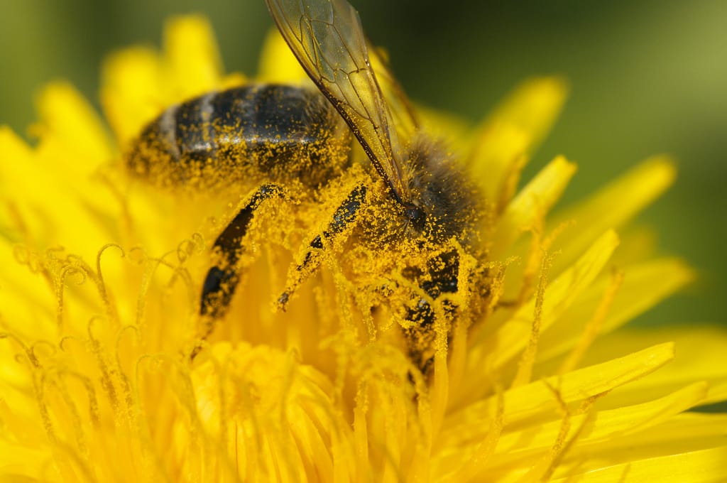 Honeybee pollinating