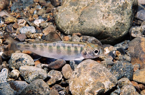 Juvenile
