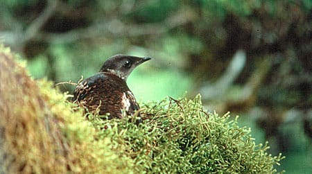 marbled murrelet