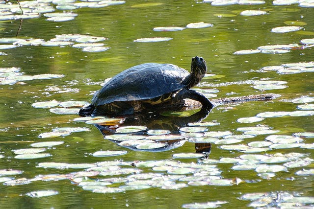 Red-eared