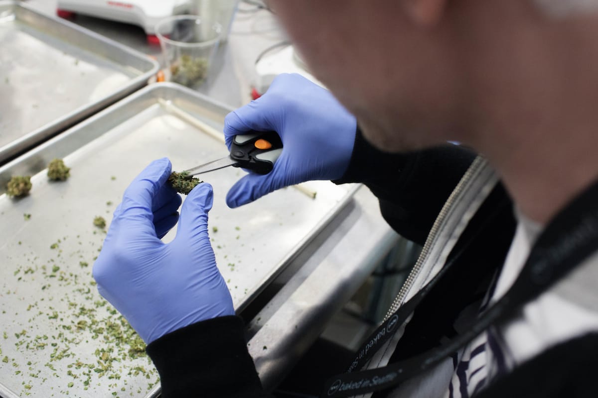 A worker at Botanica Seattle trims stems from a cannabis bud.