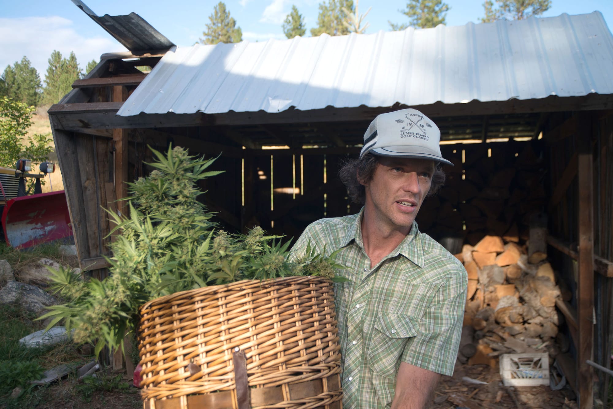 Owner of CannaSol holding a basket of harvested cannabis leaves.