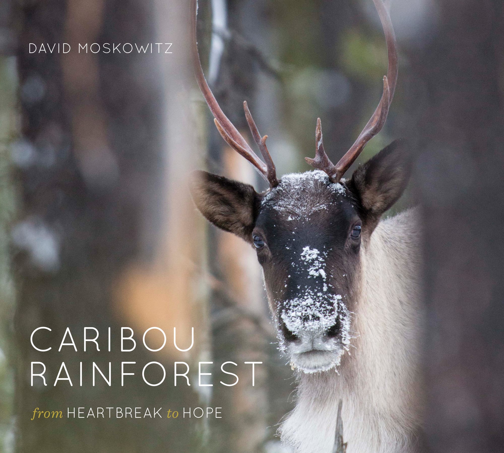 Caribout Rainforest Book Cover