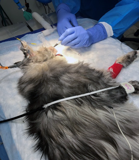 A anesthetized cat receives a treatment from a doctor
