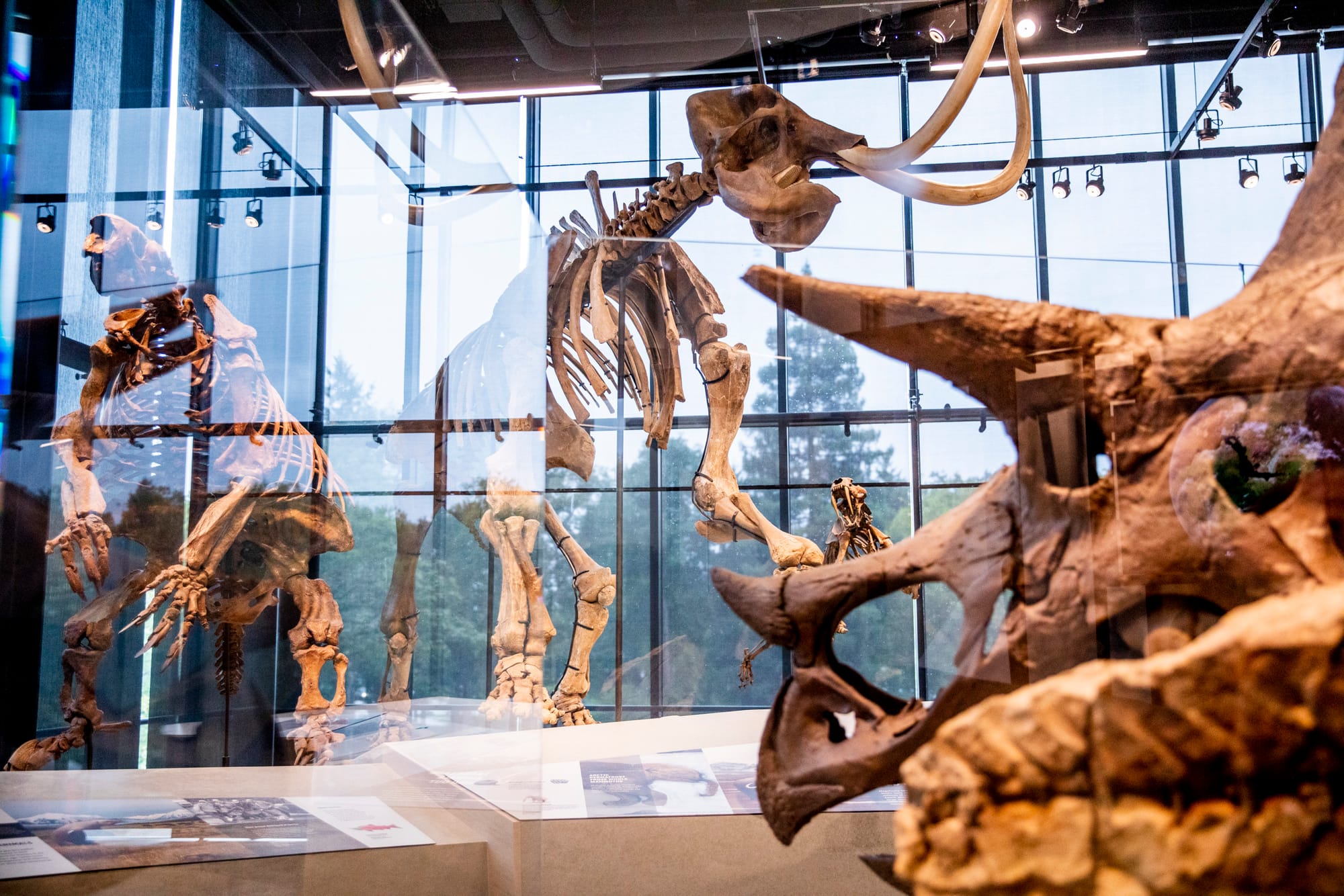 Dinosaur bones on display