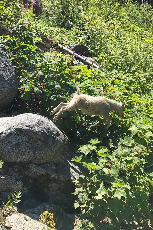 Goat launch