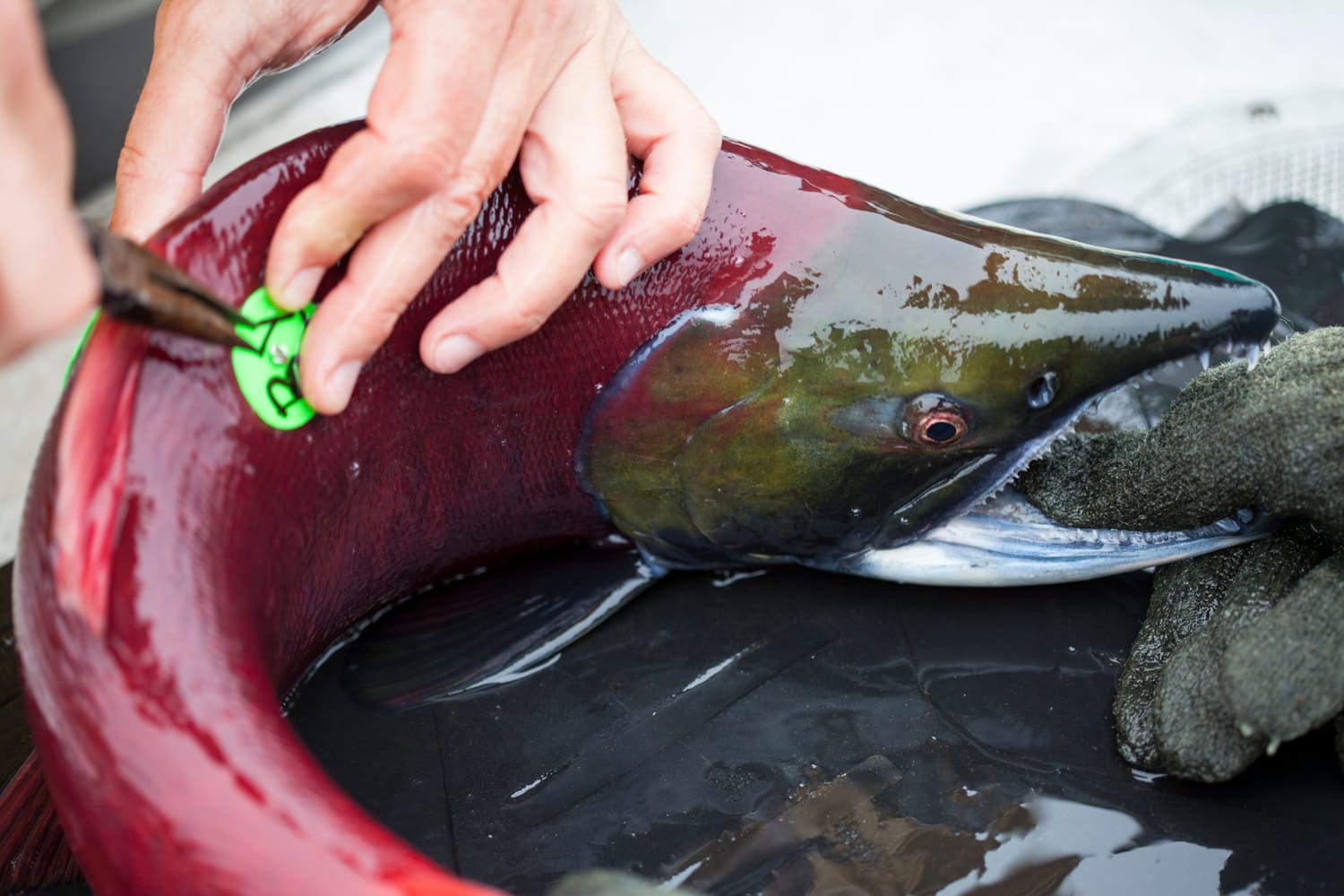 UW Alaska Salmon Program scientists tag a sockeye salmon to track its longevity. Credit: Dennis Wise/University of Washington