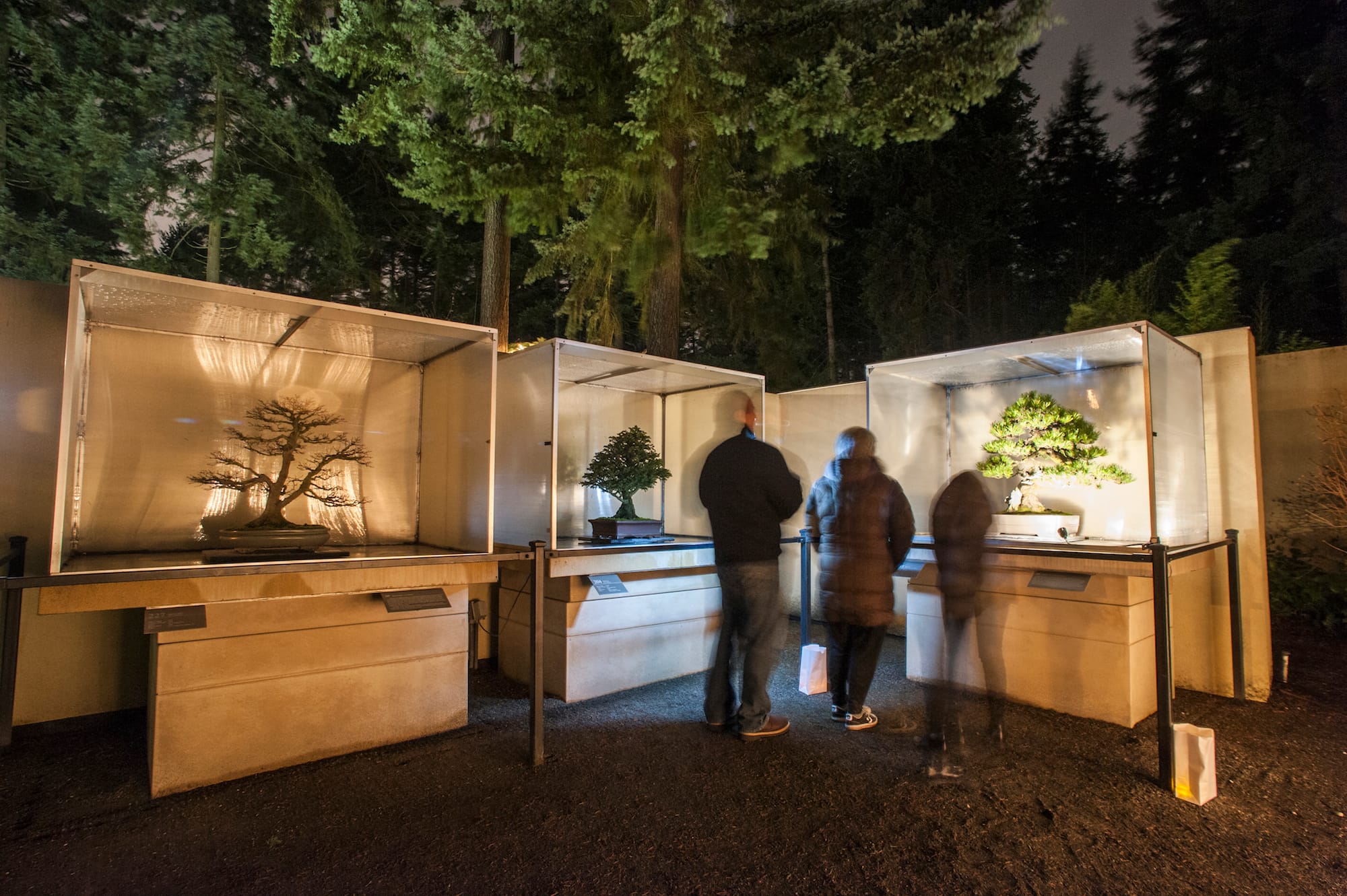 people walking through the bonsai museum