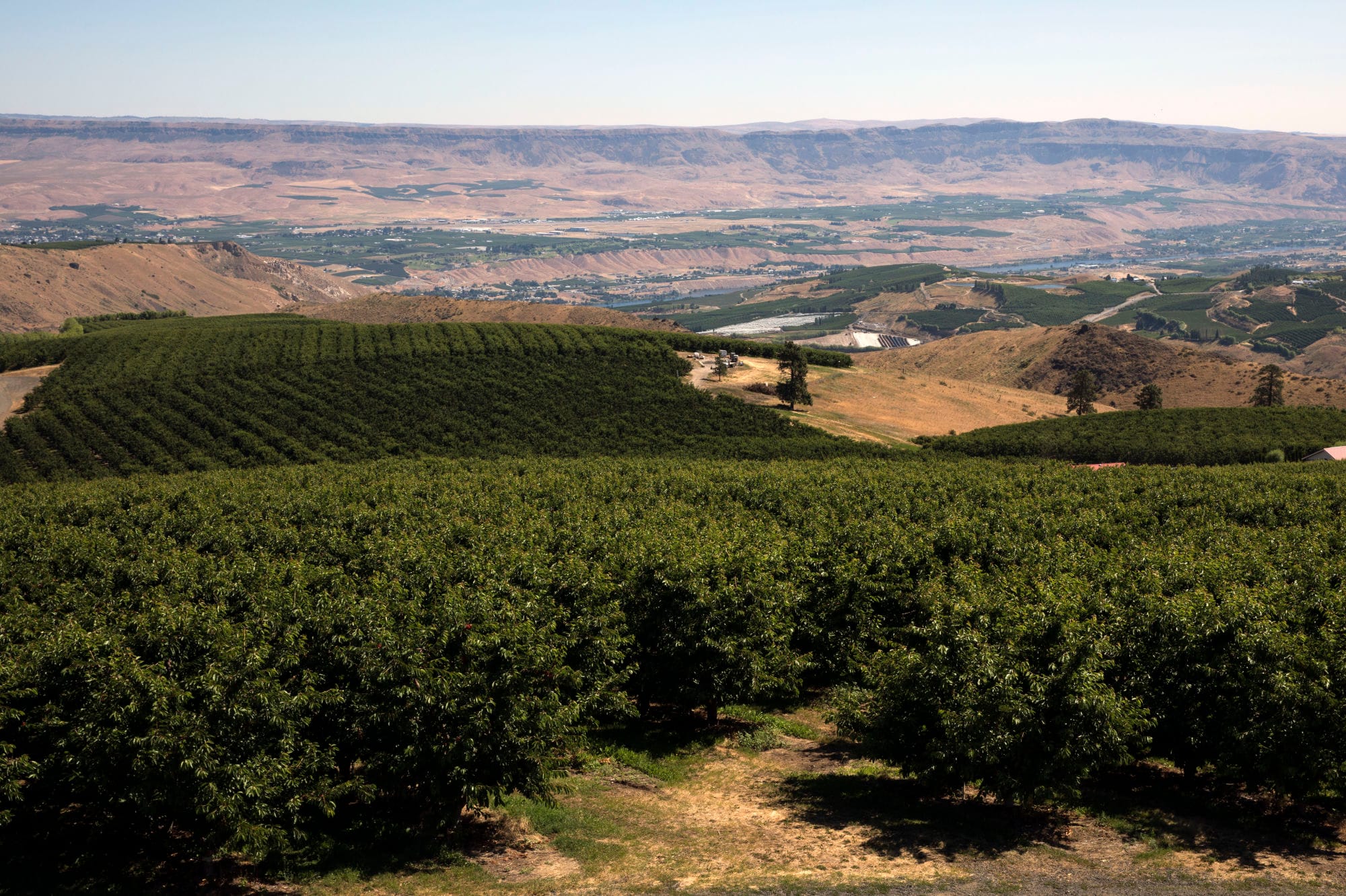 A view of the orchards from the foothills above Wenatchee
