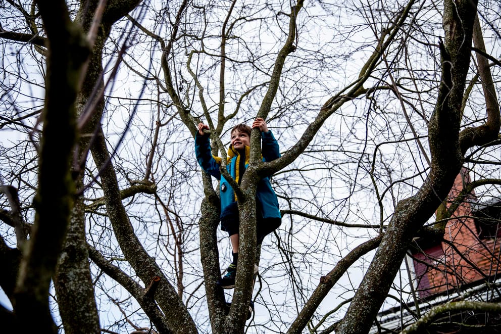 Hugo climbs a tree