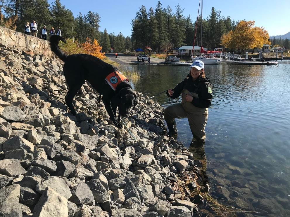 dog by the lake