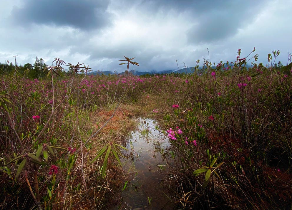 Edge of a bog