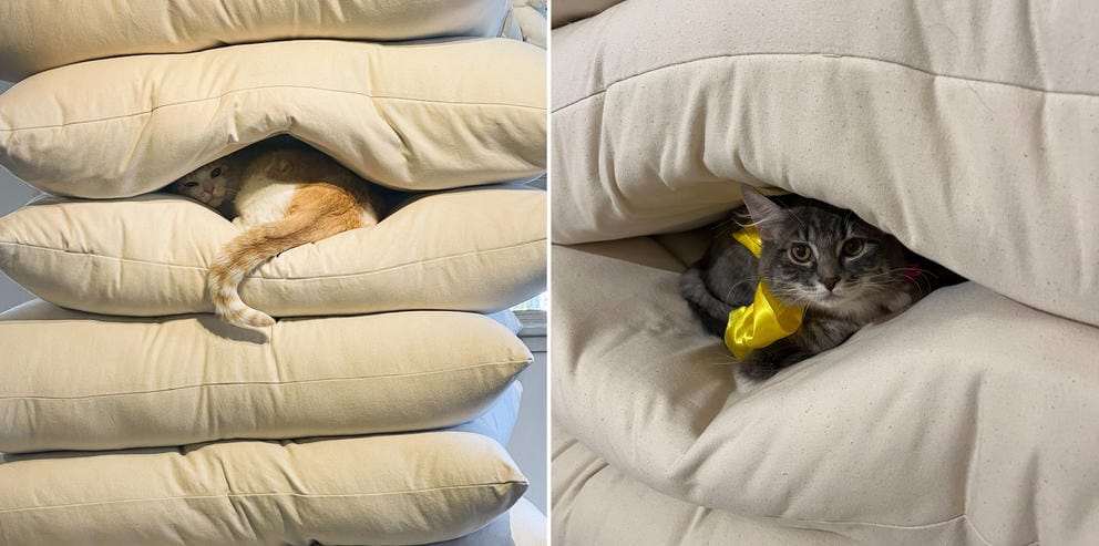 left, a cat's tail sticks out of a pile of pillows, right, a close up of a small gray cat sticking its head out from between white pillows