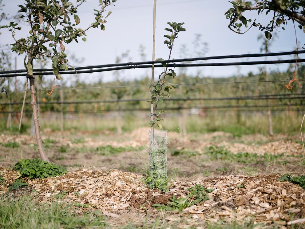 newly planted apple tree outside