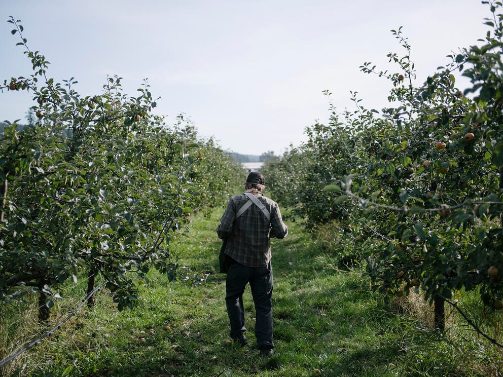 person standing in an orchard