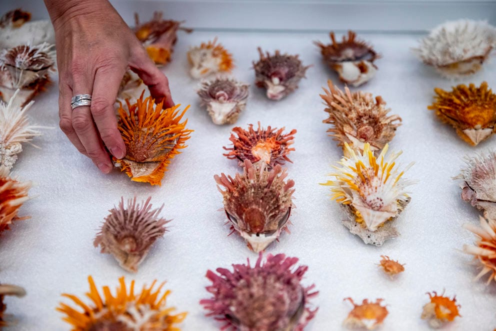 A scientist lays out seashells