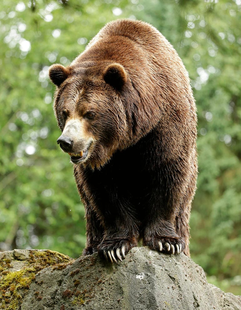 a bear stands on a rock in a forested area