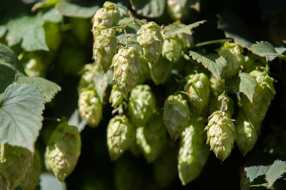 hops plant