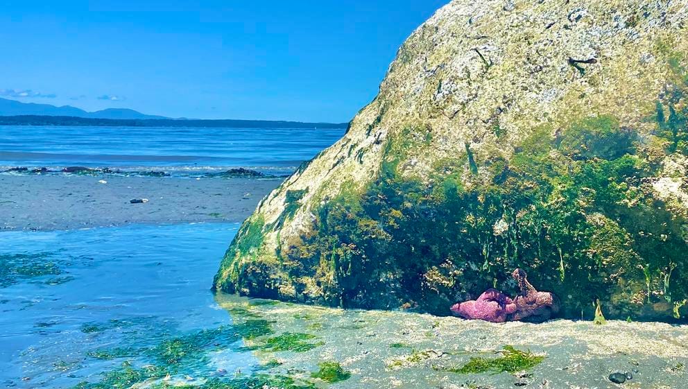 starfish under a rock on a beach