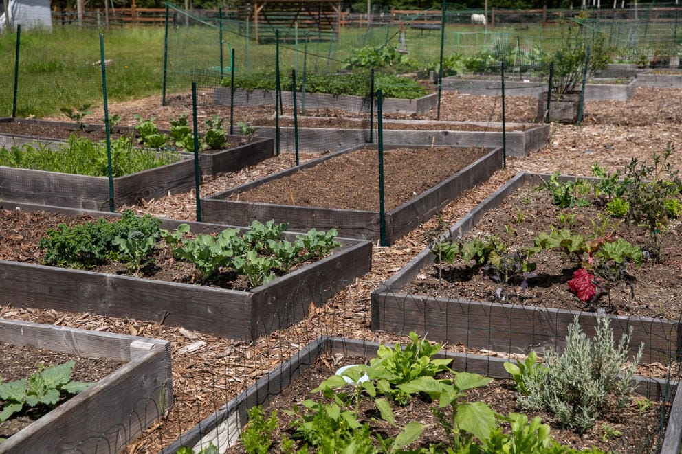 Raised garden beds full of early-season green plants