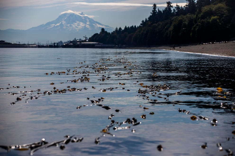 A bed of bull kelp off the shore of Owen's Beach in Tacoma