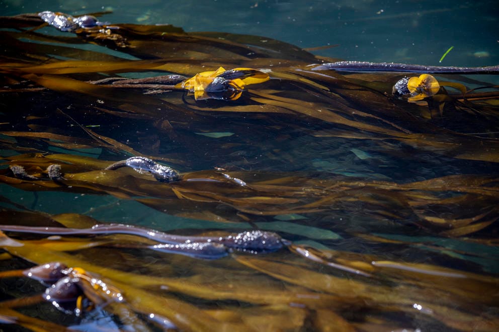 A bed of bull kelp off the shore of Owen’s Beach in Tacoma