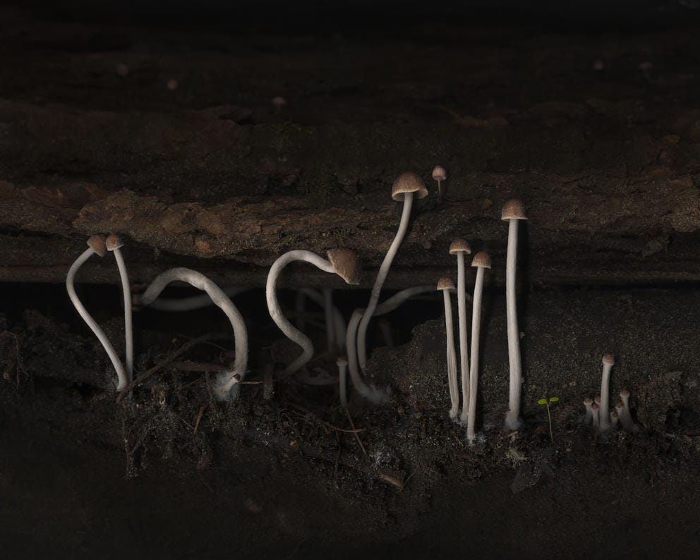 tiny fungi in stark contrast