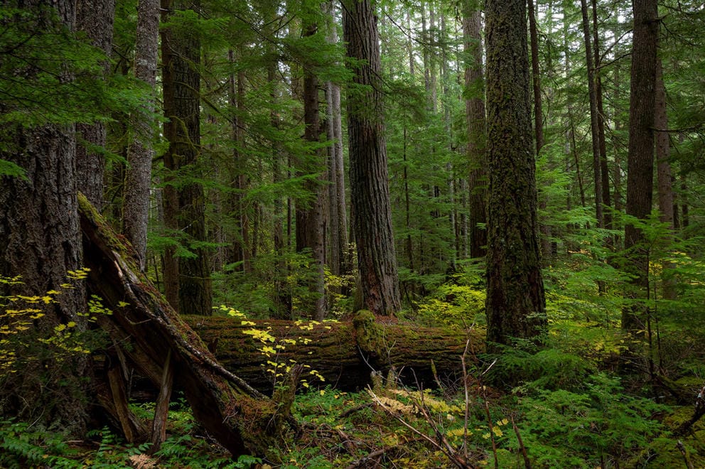 a grove of older trees on federal lands