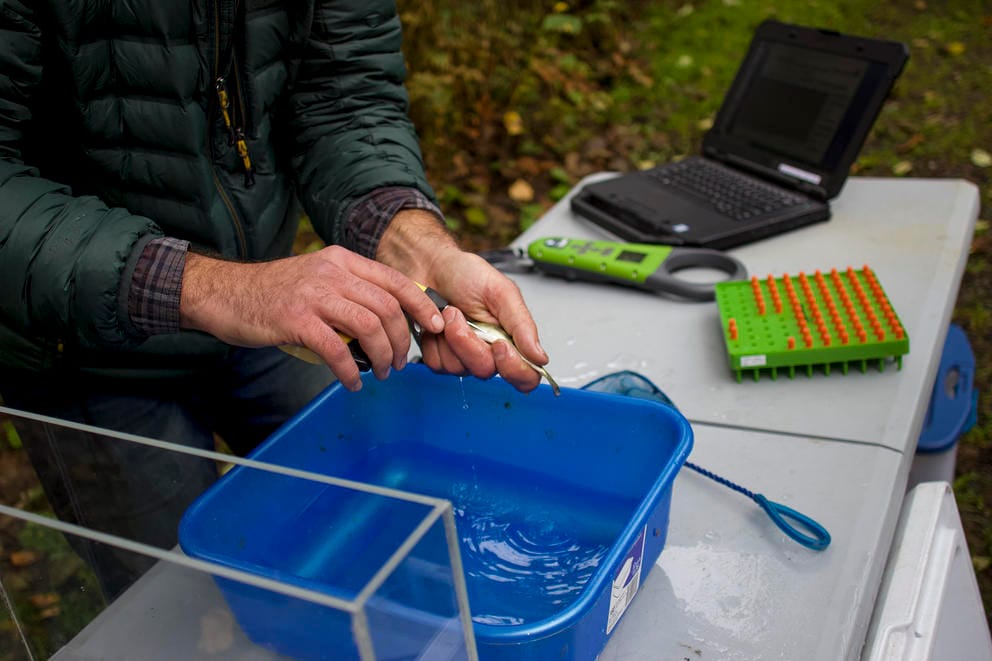 A person holding a fish injects it with a small monitoring tag.