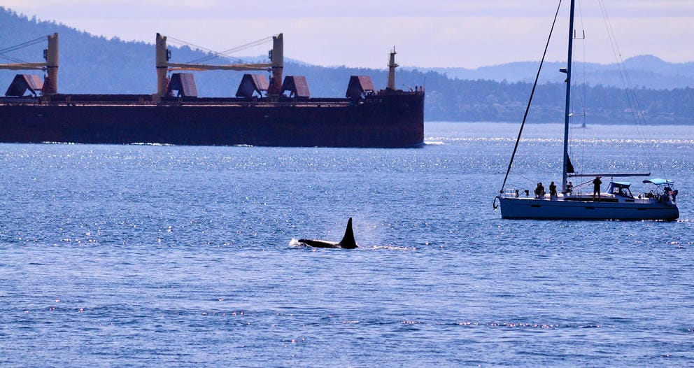 Two sea vessels sailing and an orca fin poking out of the water.
