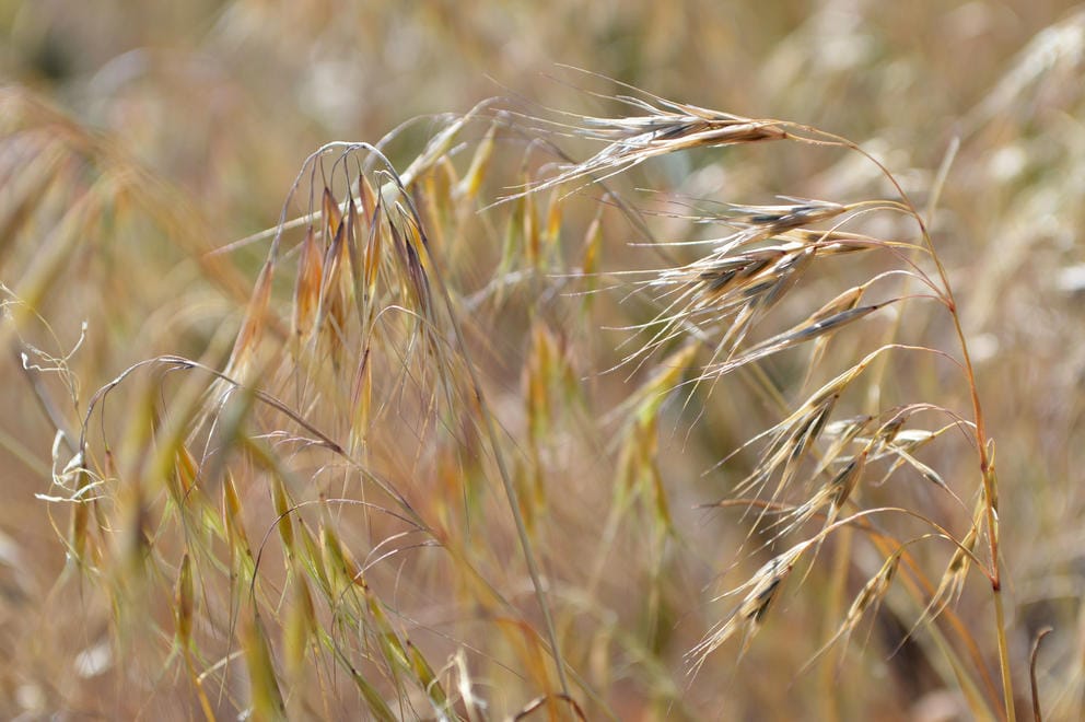 cheatgrass dried