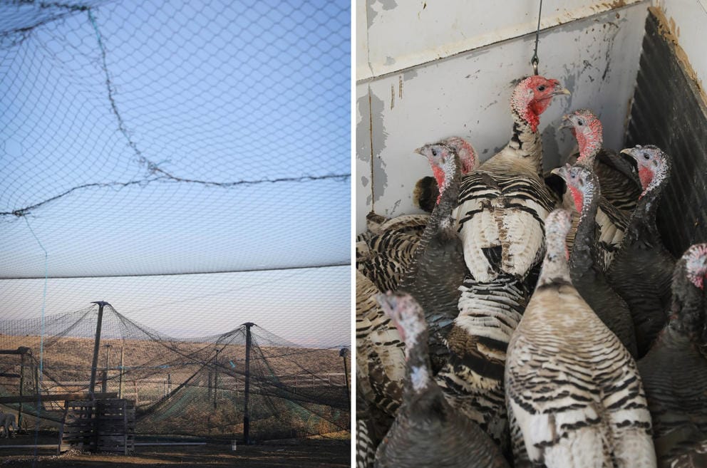 Netting at Windy N Ranch near Ellensburg; Turkeys in a trailer at Windy N Ranch
