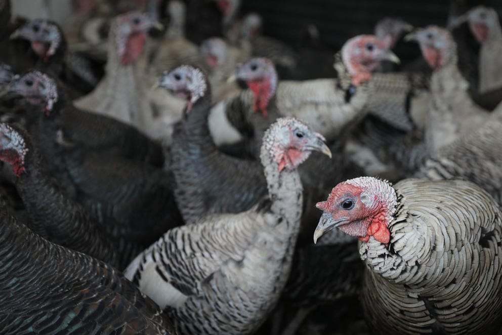 turkeys roaming