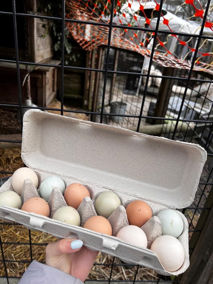 Fresh chicken eggs from the Portage Bay Grange.