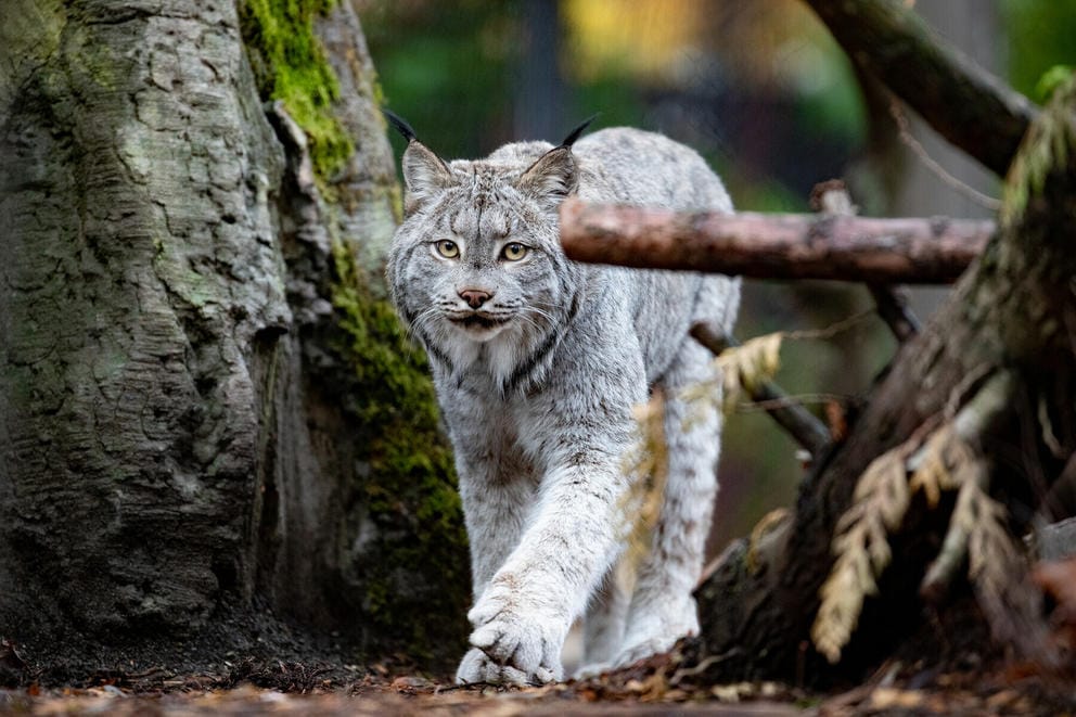 A Canadian lynx walks along the forest floor. 
