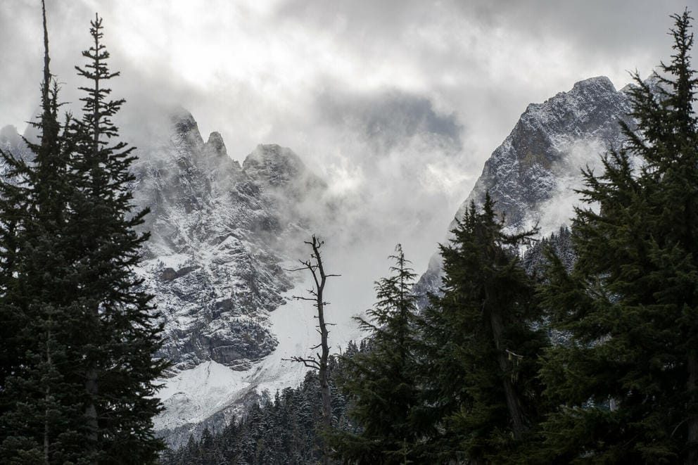 Foggy, snow-covered mountains framed by evergreens.