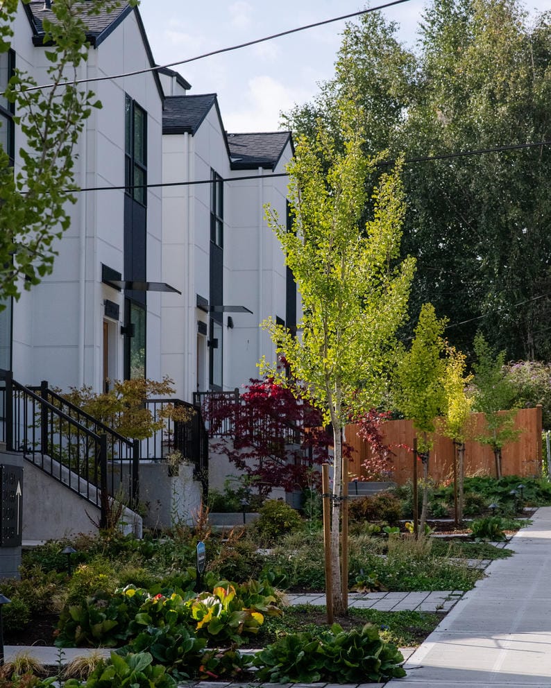 A row of new street trees is planted in front of the Mirra Homes Project Townhome 
