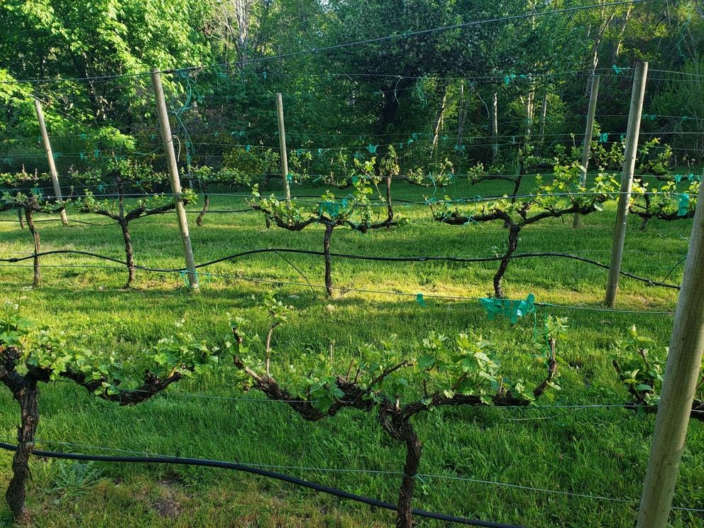 Olalla Vineyards