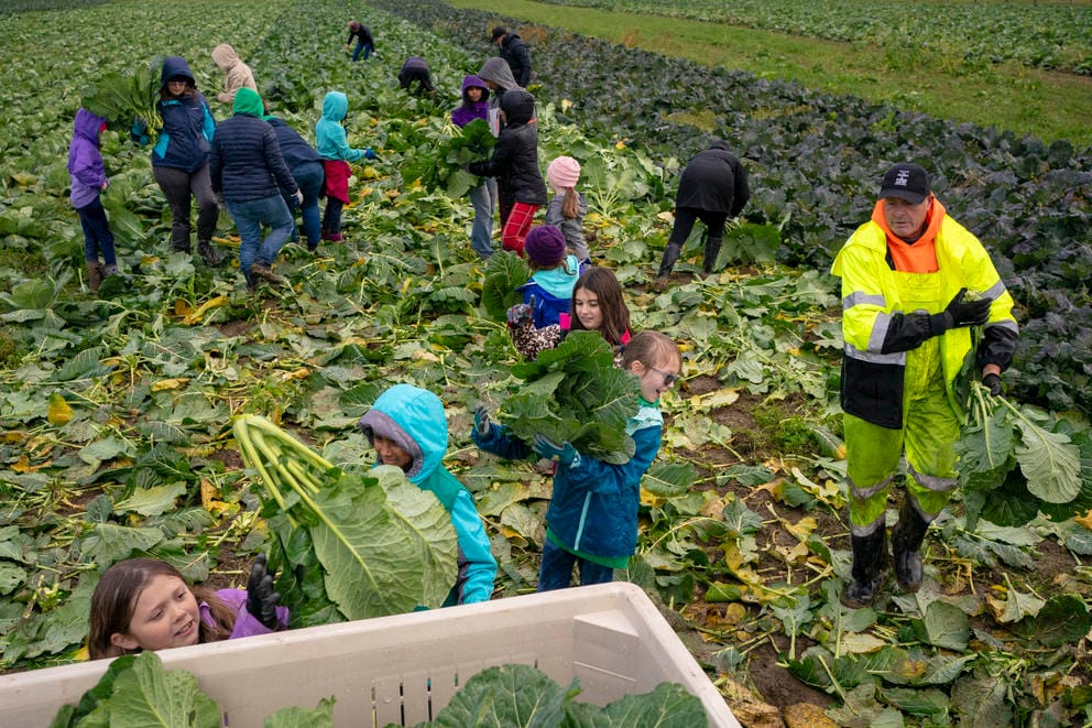 Volunteers from Girl Scout Troop 46005 work during a collard greens harvest at Food Bank Farm.
