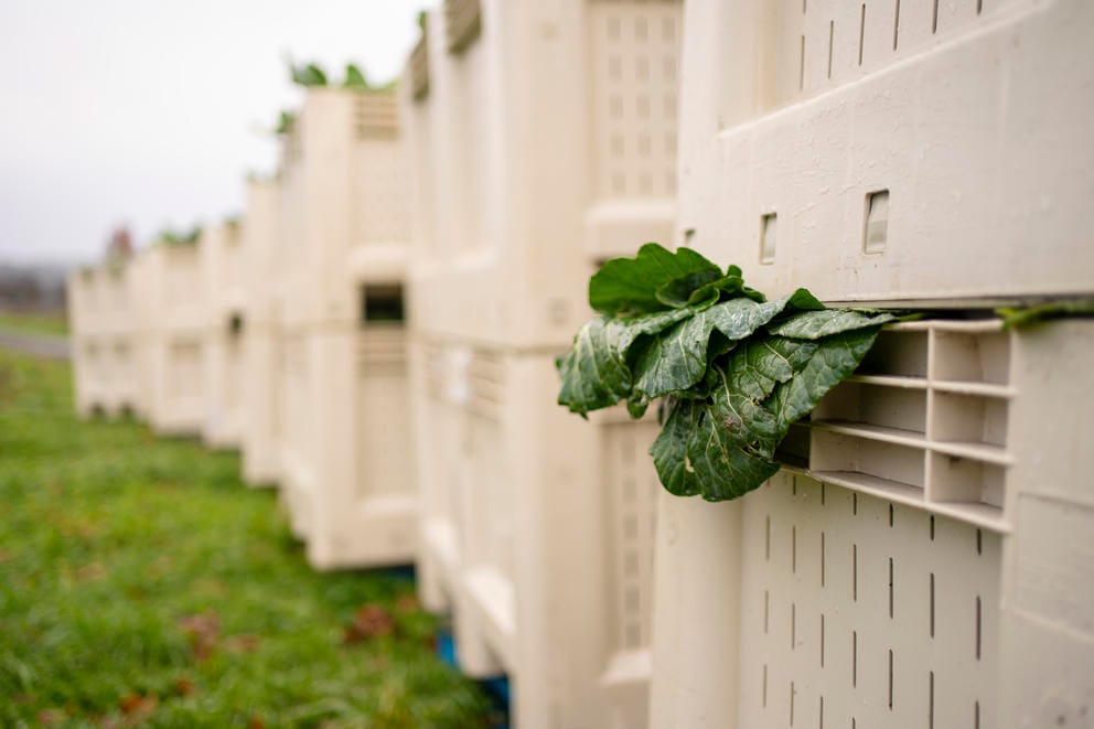 Freshly harvested collard greens await transport to local food banks.