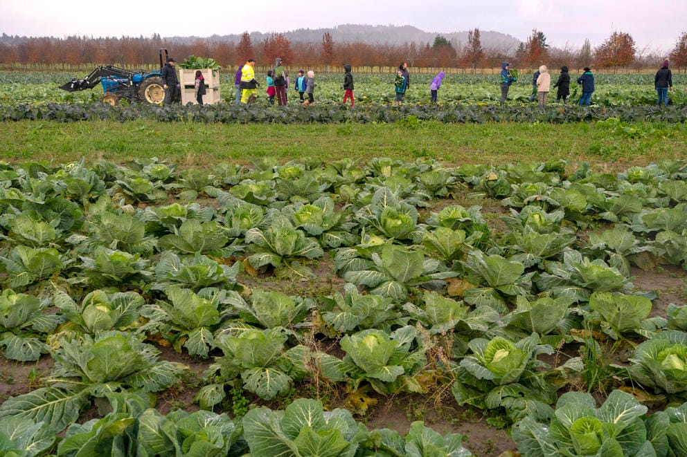 Volunteers from Girl Scout Troop 46005 harvest collard greens at Food Bank Farm.