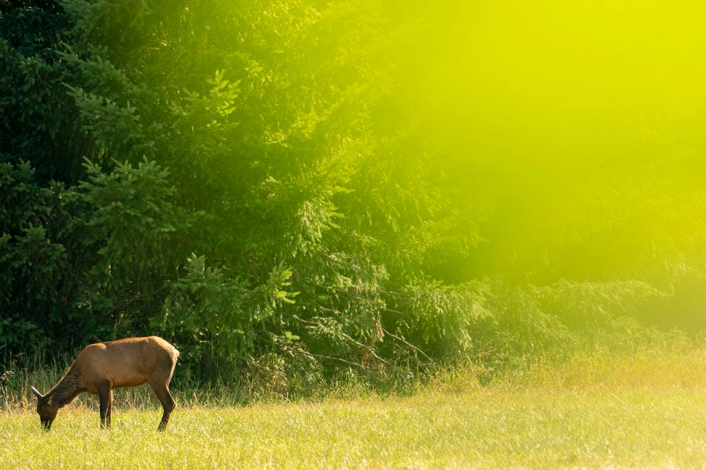 An elk feeds on grass in the Black River Unit of the Billy Frank Jr. Nisqually National Wildlife Refuge