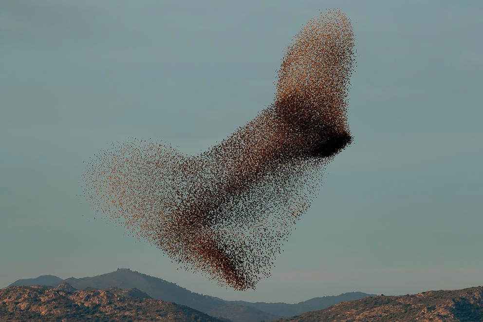 photograph of starlings swarming in an amoebic formation above mountains