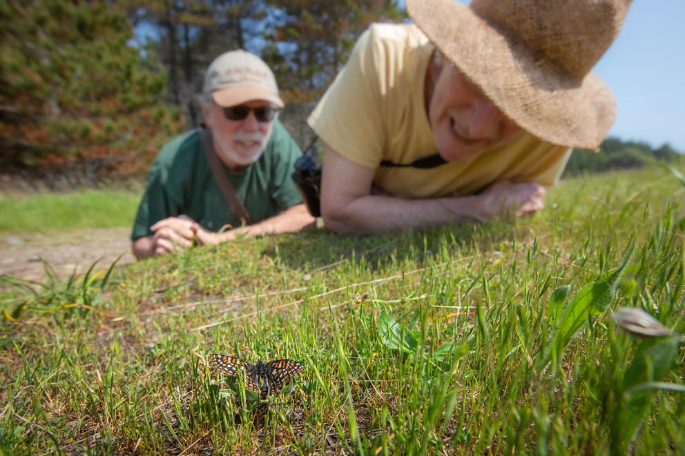 Two people in hats lie on their stomachs as they look at a butterfly