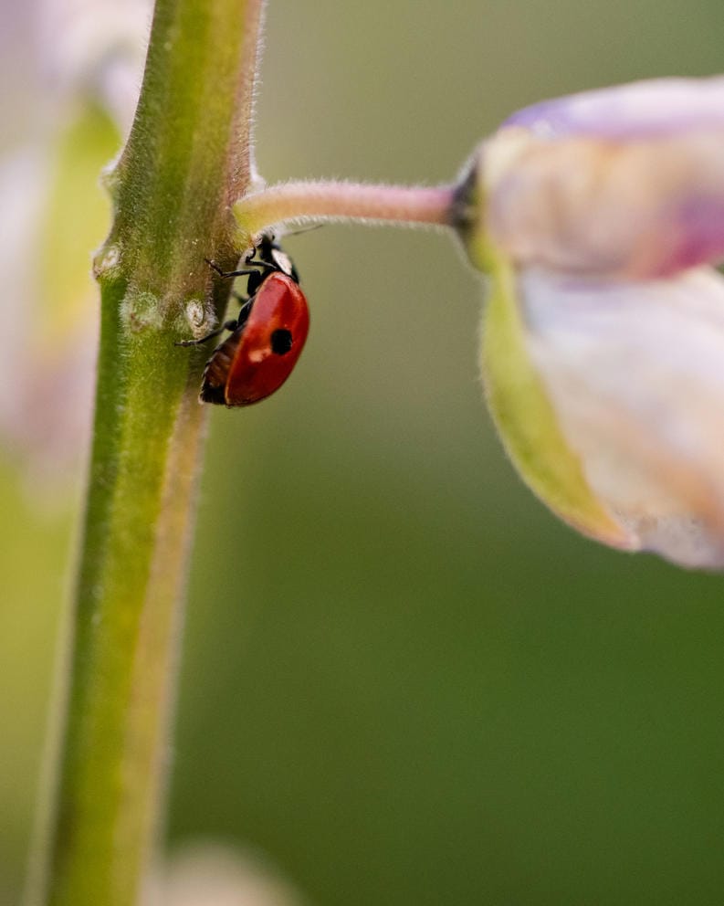 A ladybug climbs a Lupine flower the Pollinator Path at the Pacific Science Center.
