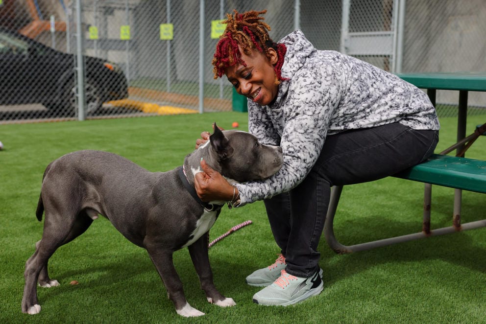 Williams leans down to pet a gray pit bull at the Seattle Animal Shelter