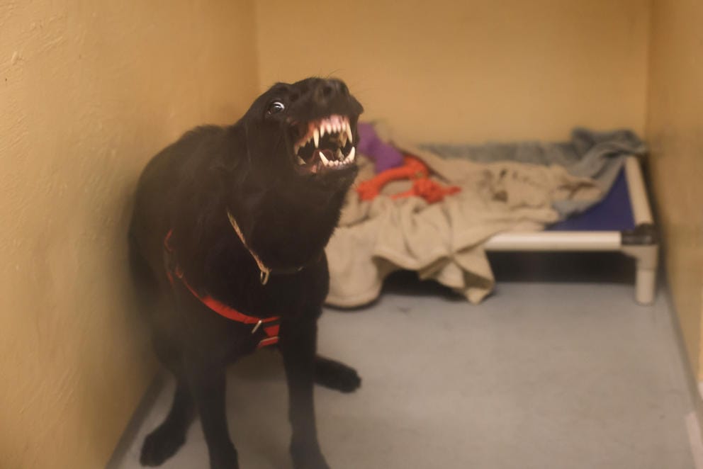 A black dog bares its teeth in a kennel at the shelter