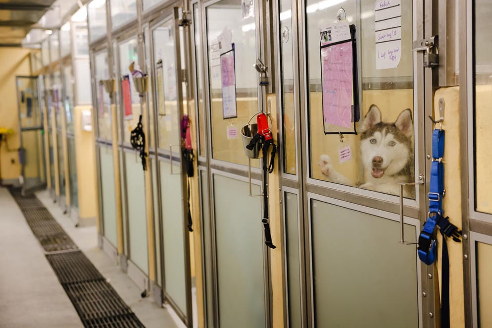 A husky peeks out a row of kennel windows at the shelter